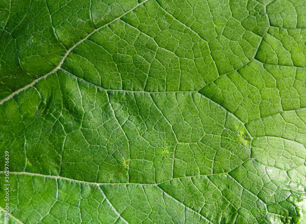 Leaf of old burdock in sunlight as background Leaf of old burdock in sunlight as background