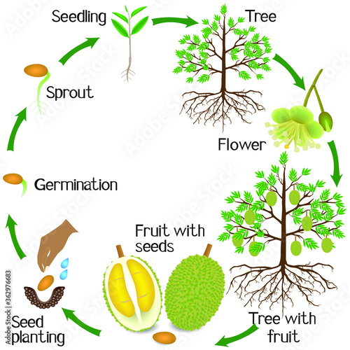 Life cycle of a durian plant on a white background.