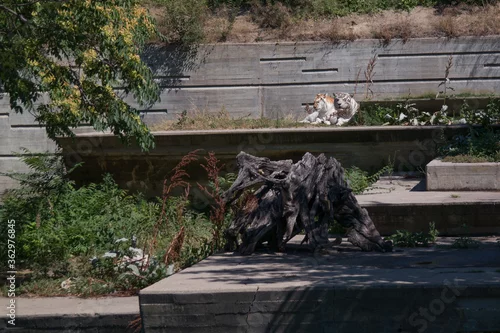 Obraz tygrysy białe trawa drzewa liście