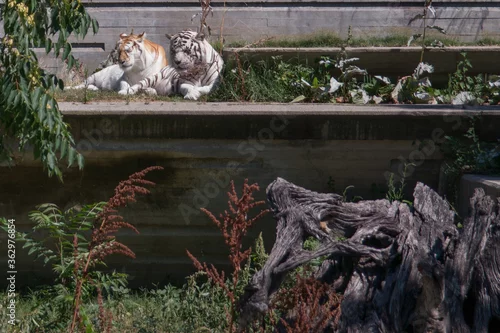 Obraz tygrysy białe drzewa liście zieleń 