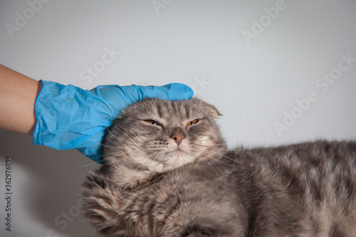 Wallpaper Mural Little scottish fold Cat cute ginger kitten comfortable sleeping by the veterinary stroking hand grip at and lovely . love to animals pet concept . Torontodigital.ca