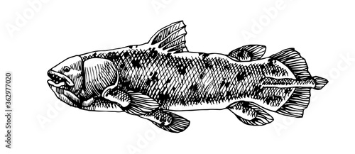 prehistoric sea fish, coelacanth, deep water ancient animal, dinosaur, vector illustration with black ink lines isolated on a white background in hand drawn style