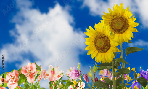  image of a sunflower against a blue sky