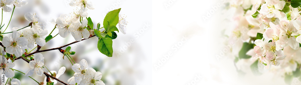 Fototapeta premium beautiful flowers in the garden on white background