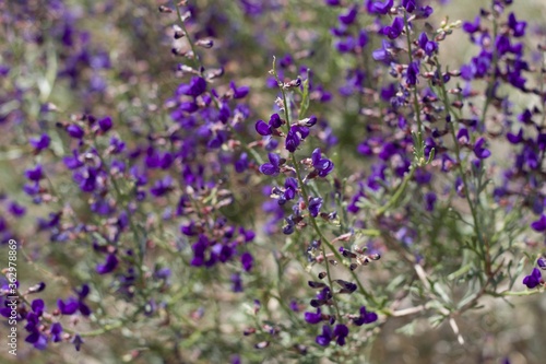 Purple Raceme bloom on California Indigo Bush, Psorothamnus Arborescens, Fabaceae, native Perennial Deciduous Shrub on the edges of Joshua Tree City, Southern Mojave Desert, Springtime.