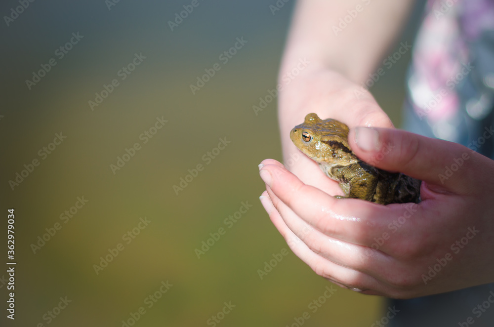 wild frog in human hand