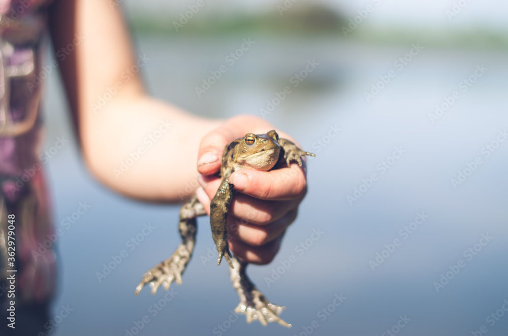 wild frog in human hand