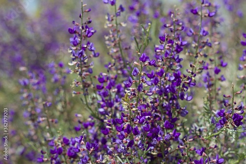Purple Raceme bloom on California Indigo Bush, Psorothamnus Arborescens, Fabaceae, native Perennial Deciduous Shrub on the edges of Joshua Tree City, Southern Mojave Desert, Springtime. photo