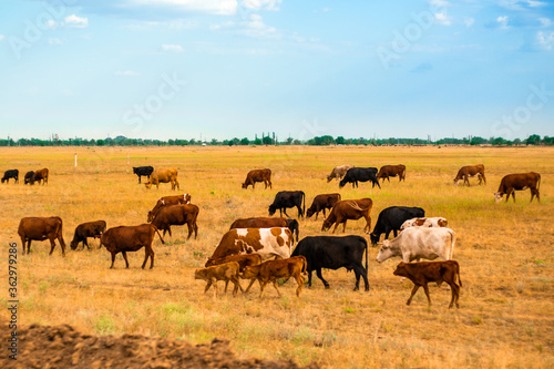 herd of grazing.cows on a yellow field, agricultural farm, summer day © Natalia