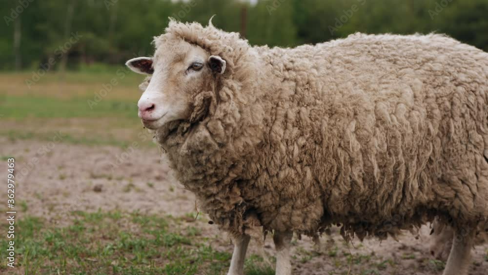 A sheep in a meadow on a farm is grazing, looking at the camera A sheep in a meadow on a farm is grazing, looking at the camera