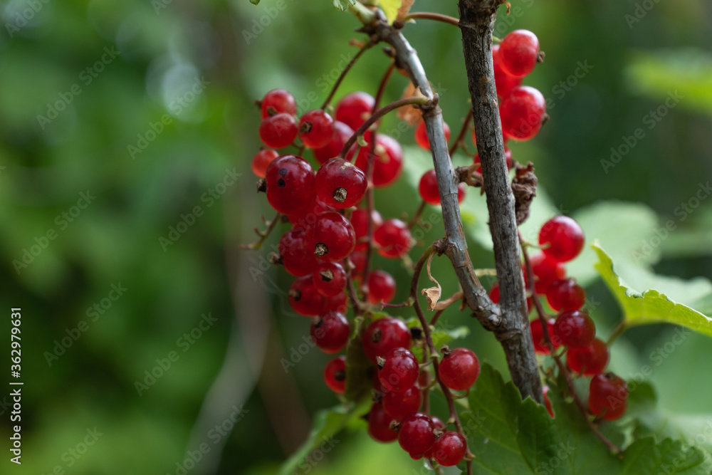 red currant Bush on a beautiful background red currant Bush on a beautiful background