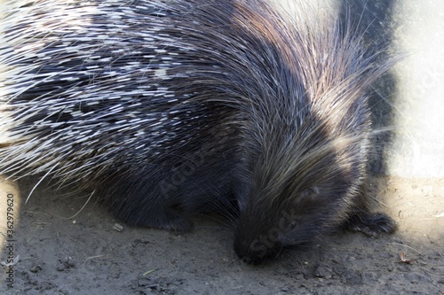 Closeup shot of a porcupine during daytime photo