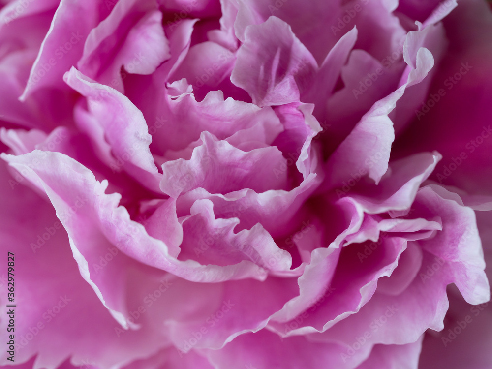 Pink peony flower close-up.