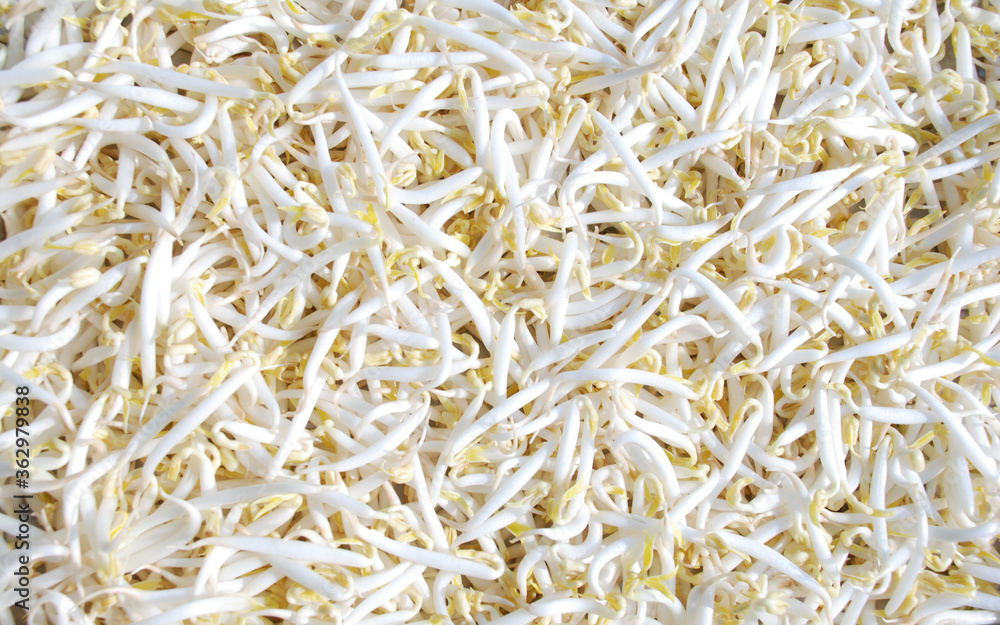 fresh raw peeled green bean sprouts fresh raw peeled green bean sprouts