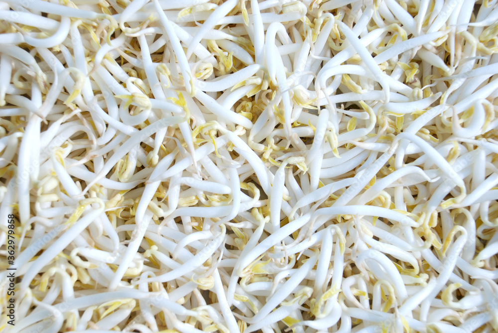 fresh raw peeled green bean sprouts