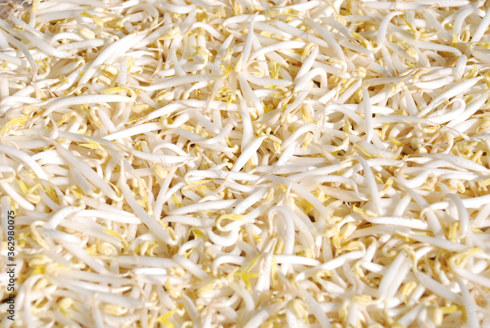 fresh raw peeled green bean sprouts