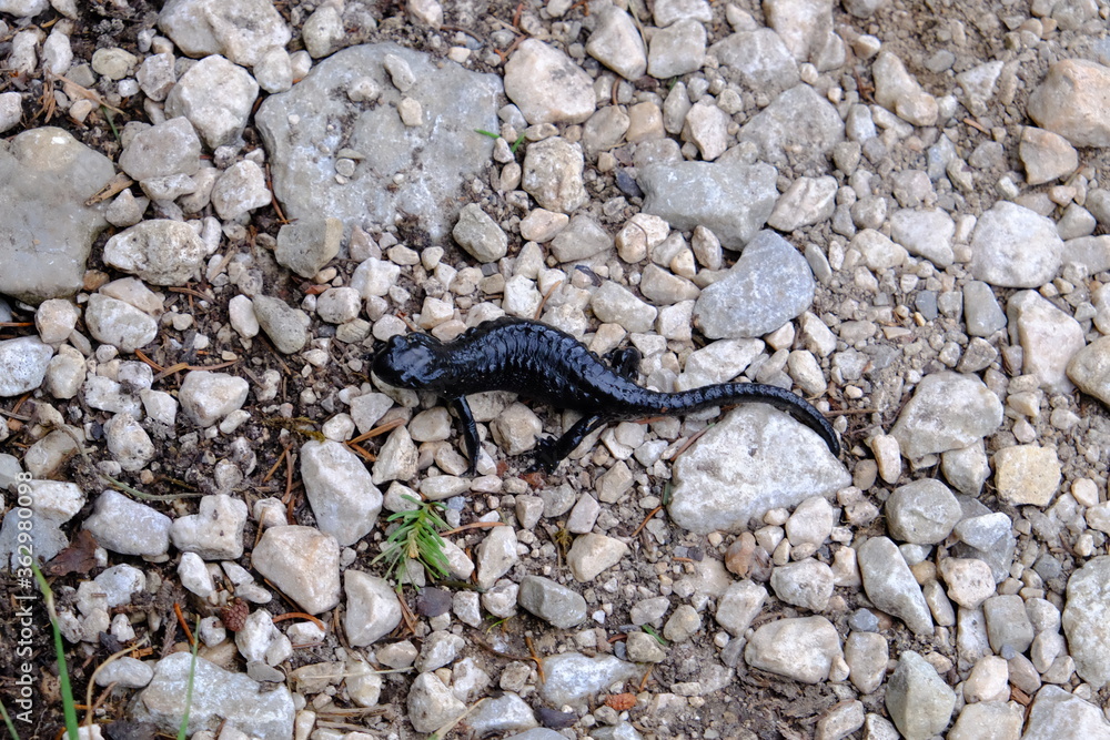 Alpensalamander auf Wanderschaft Alpensalamander auf Wanderschaft