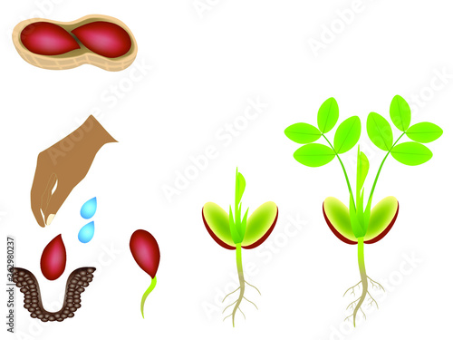 Sequence of a peanut plant growing isolated on white.