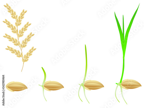 Sequence of a rice  plant growing isolated on white.