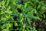 cannabis hemp bush in a greenhouse