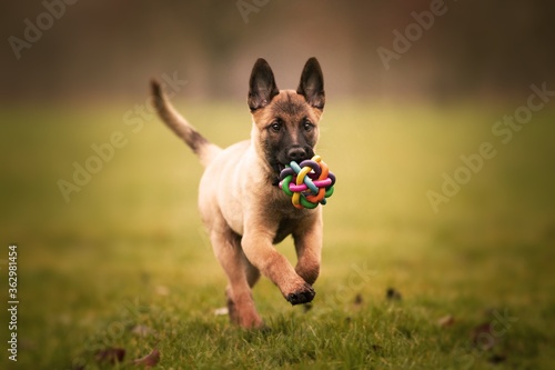 Photography Selective focus shot of an adorable Belgian malinois puppy playing with a ball