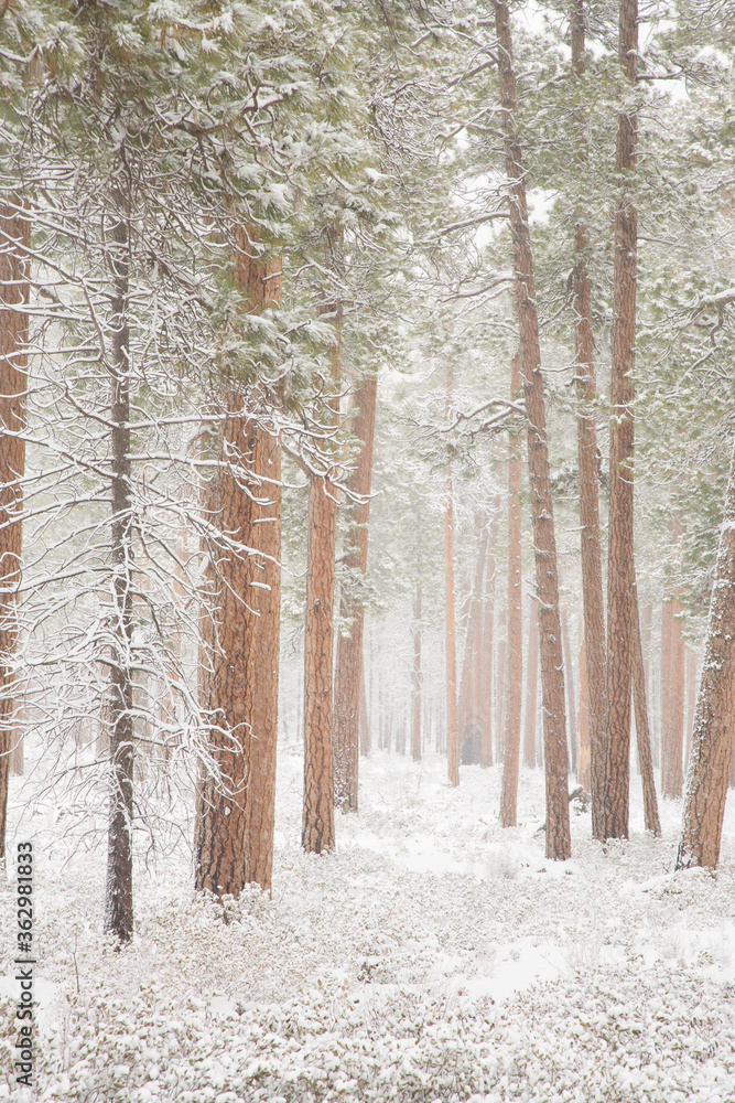 Fototapeta premium A forest of ponderosa trees during a snow storm near Sisters, Oregon.