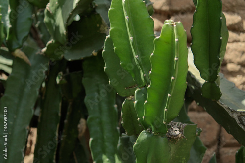 green cactus plant © Ursula