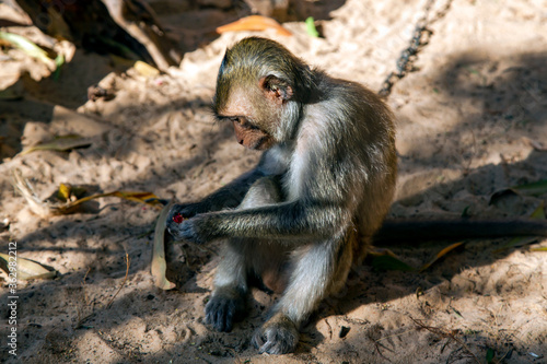 Lonely monkey sitting on a chain unfolds candy in Mui Ne  Vietnam