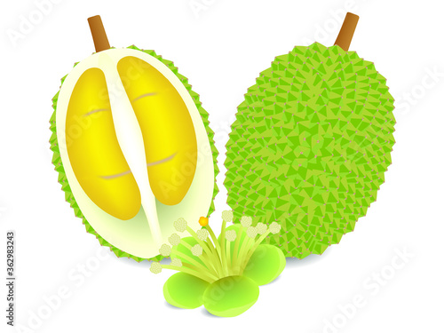 Whole durian and half with flower isolated on white background.