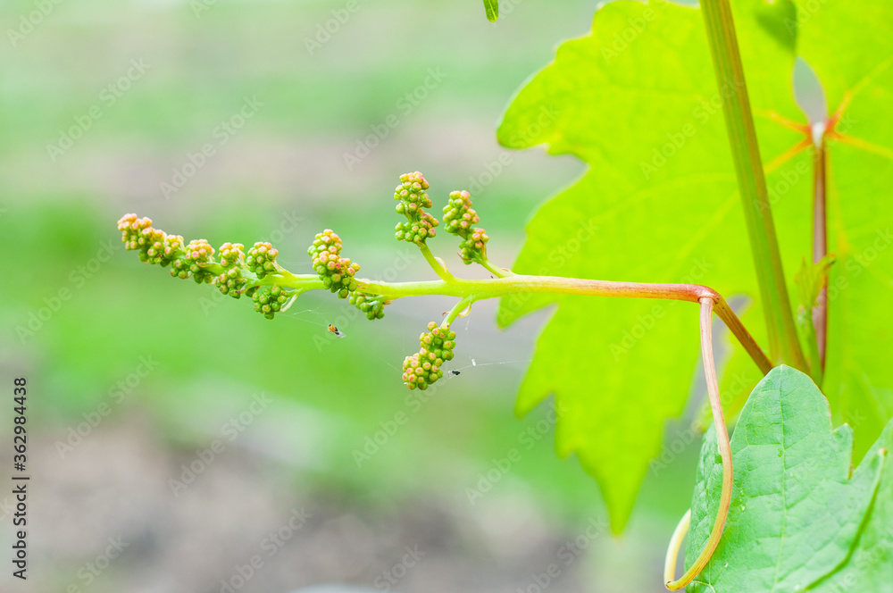 Naklejka premium Growing grapes in home vineyards, small bunches of grapes close-up