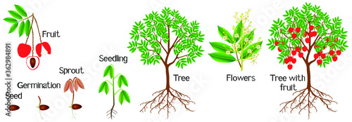Cycle of growth of a lychee plant on a white background.