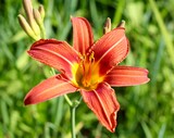 A close view of the bright orange flower in the garden.