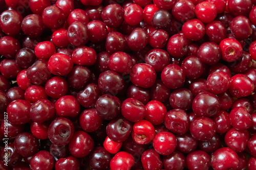 Fresh cherry berries as a background.