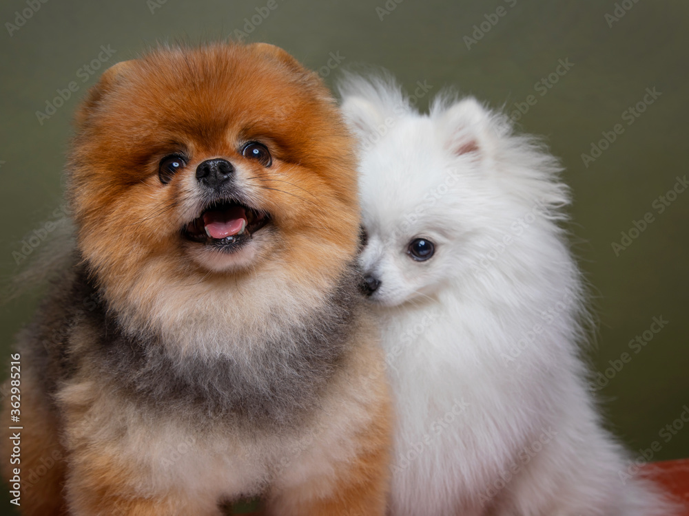 Two funny dogs, white spitz and red spitz Two funny dogs, white spitz and red spitz