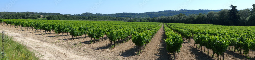 Vignes de Provence