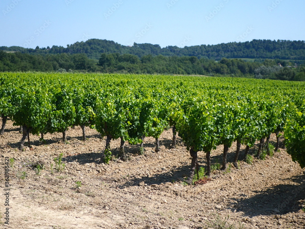 Vignes de Provence