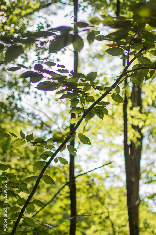 Fototapeta premium green leaves and sun