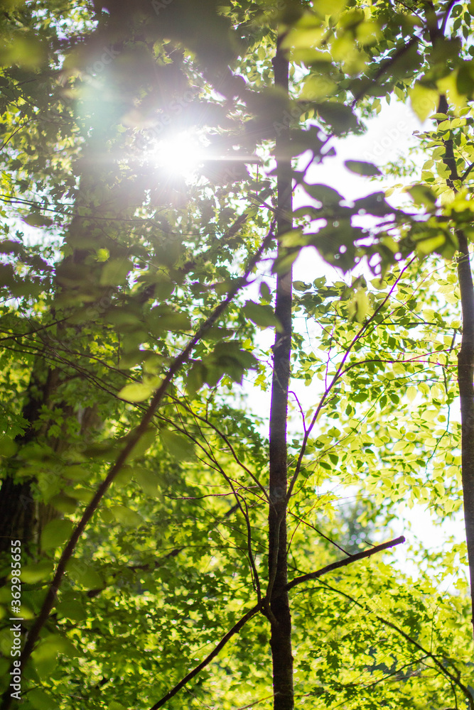 Obraz premium sun shining through the trees