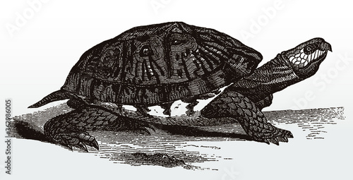 Threatened common box turtle, terrapene carolina from the eastern United States after an antique illustration from the 19th century