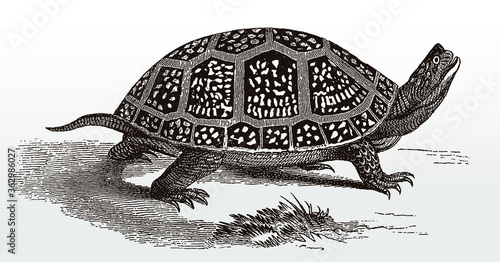 Blanding's turtle, emys blandingii, an endangered reptile from North America in side view after an antique illustration from the 19th century