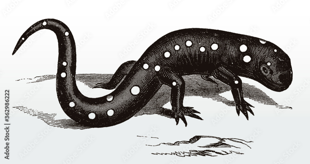 Fototapeta premium Yellow-spotted salamander ambystoma maculatum, endemic to North America, after antique illustration from 19th century