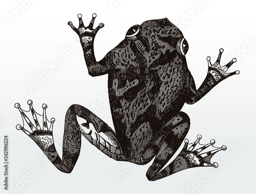 Squirrel tree frog dryophytes squirellus from the south-eastern United States in top view, after antique illustration from 19th century