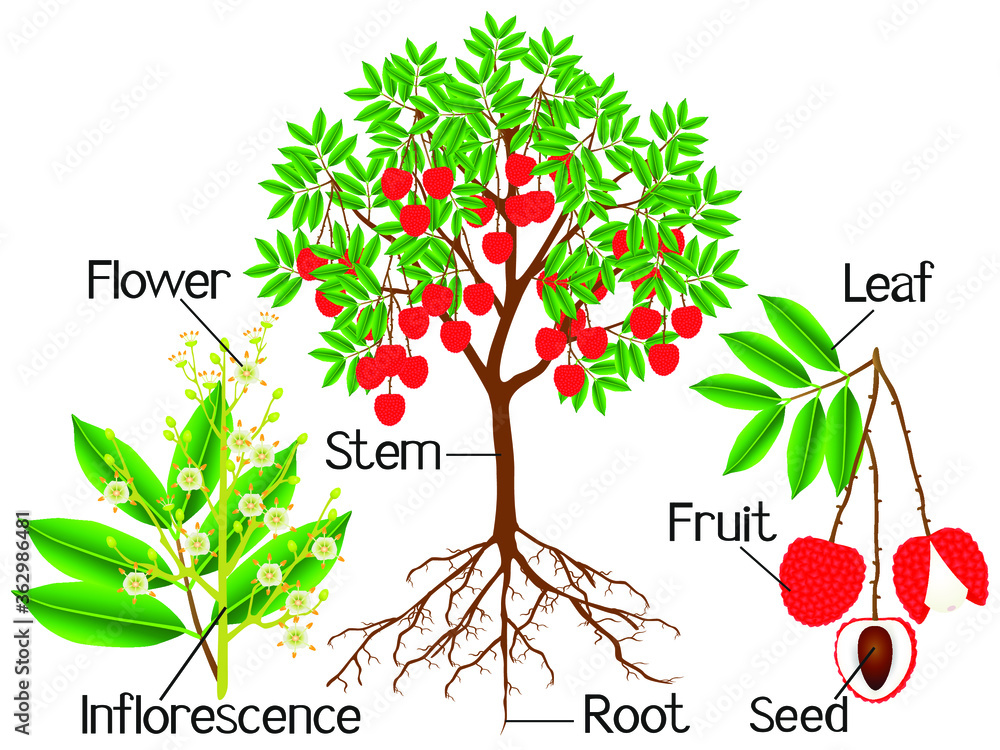 Obraz premium Parts of a lychee tree on a white background.