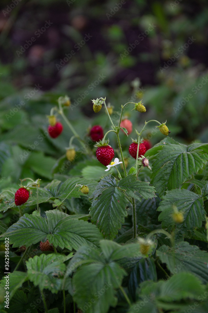 red wild strawberries on a bush in green grass