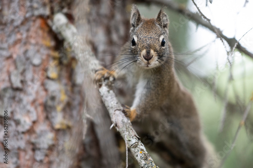 Squirrel sitting on branch © Penny Hegyi