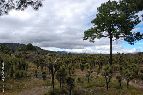 Cloudy day in national cactus park in Mexico