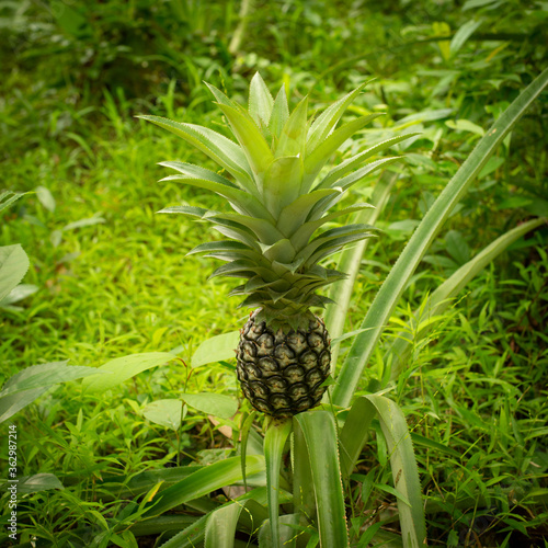 How Do Pineapples Grow .Young Pineapple Tree Pineapple Growing .