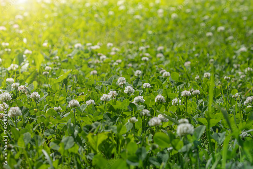 field of blooming white clover, meadow or pasture with green fresh grass field of blooming white clover, meadow or pasture with green fresh grass