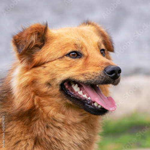 Portrait of a red dog with open mouth in profile on blurred background