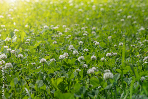 field of blooming white clover, meadow or pasture with green fresh grass